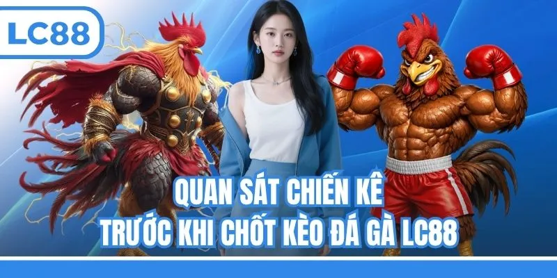 Quan sát chiến kê trước khi chốt kèo đá gà LC88