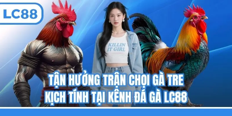 Tận hưởng trận chọi gà tre kịch tính tại kênh đá gà LC88